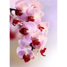 Ветка орхидеи 21-0007-FR 2 м